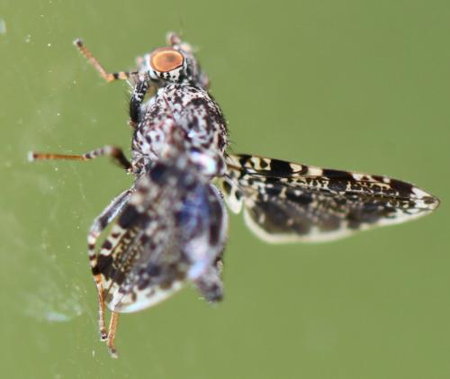 Callopistromyia annulipes